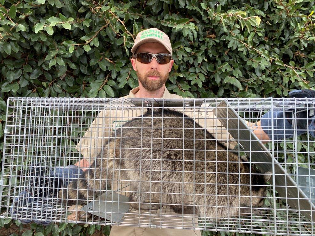 Fort Lauderdale raccoon trapping